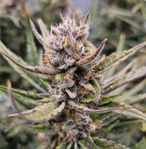 Guava RF 3. Week 8