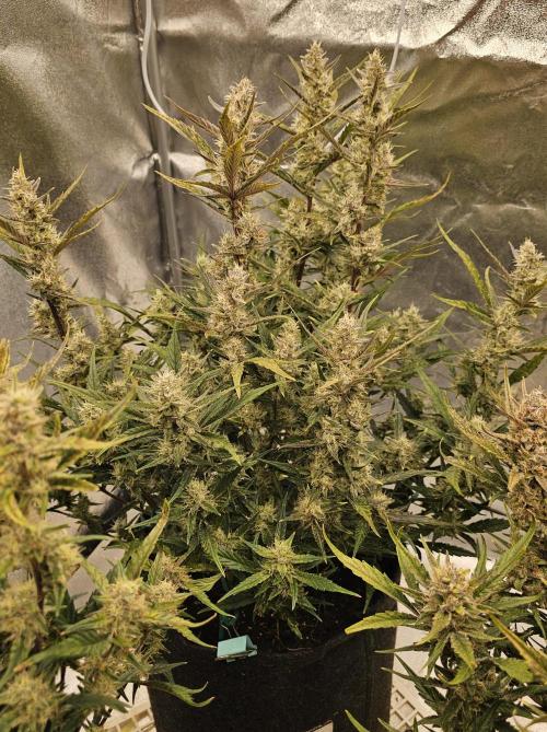 Guava RF 3. Week 8