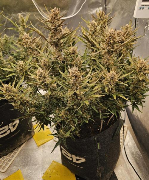 Guava RF 3. Week 8