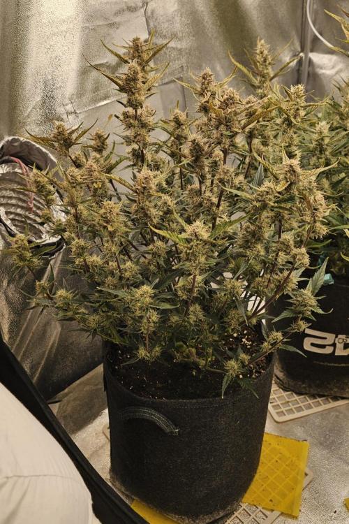 Guava RF 3. Week 8