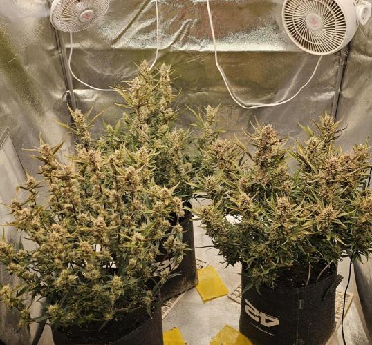 Guava RF 3. Week 8