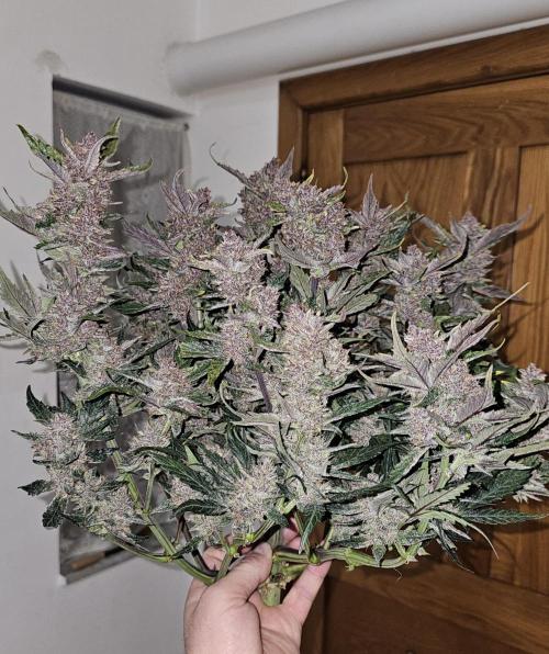 Guava RF 3. Week 8