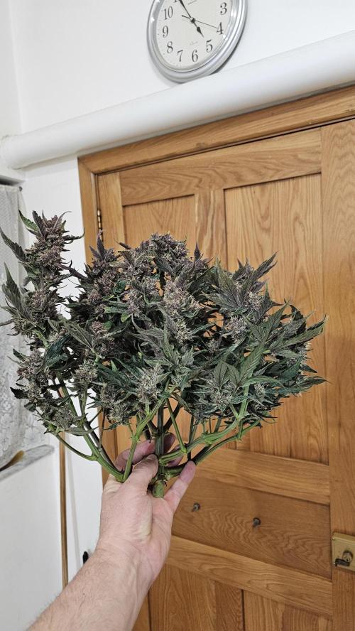 Guava RF 3. Week 8