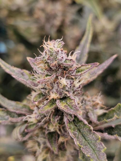 Guava RF 3. Week 8