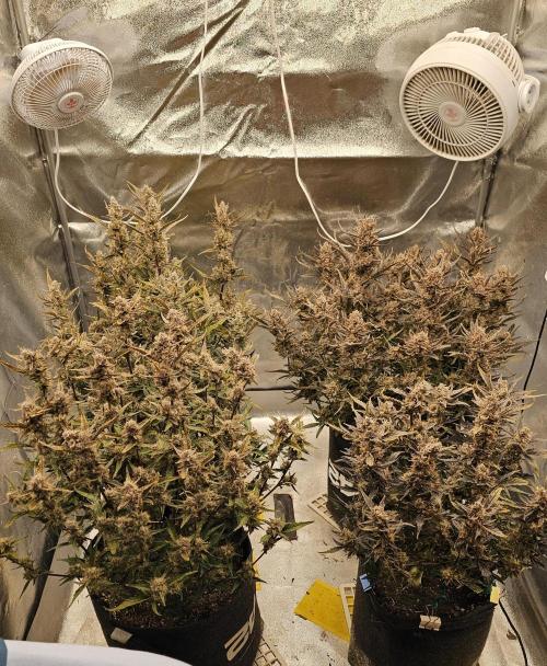 Guava RF 3. Week 9