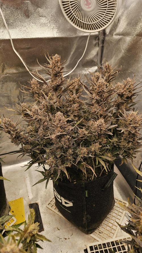 Guava RF 3. Week 9