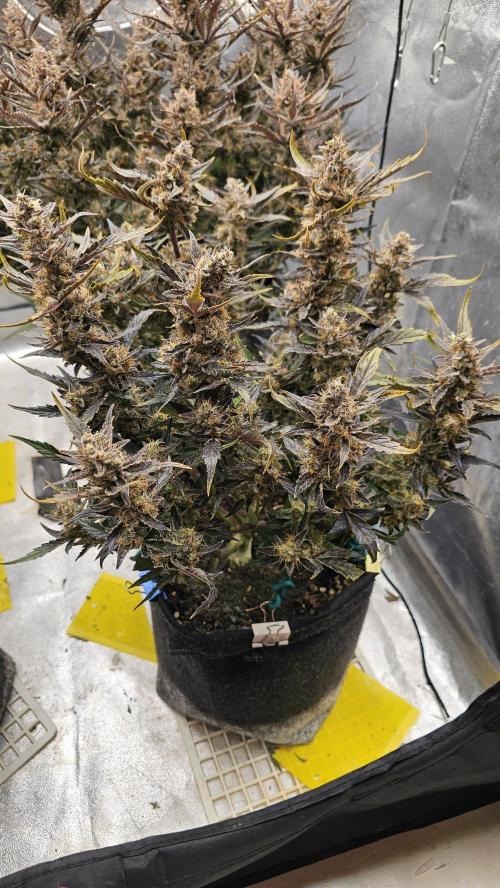 Guava RF 3. Week 9