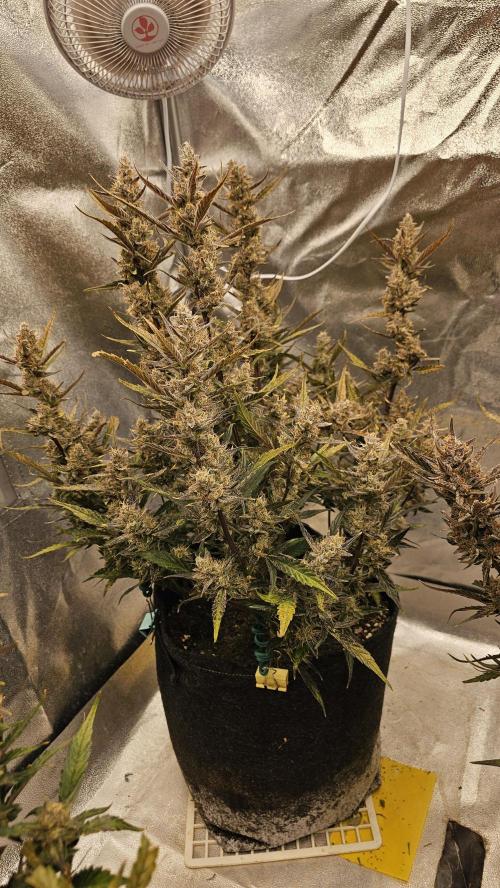 Guava RF 3. Week 9