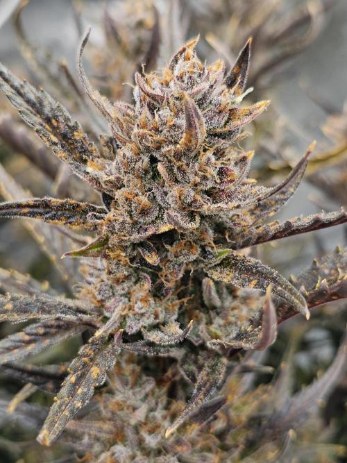 Guava RF 3. Week 9