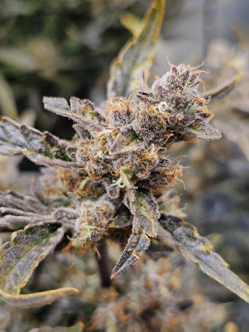 Guava RF 3. Week 9