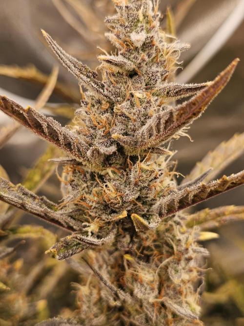 Guava RF 3. Week 9
