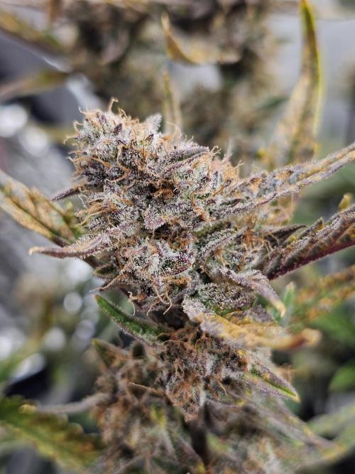 Guava RF 3. Week 9