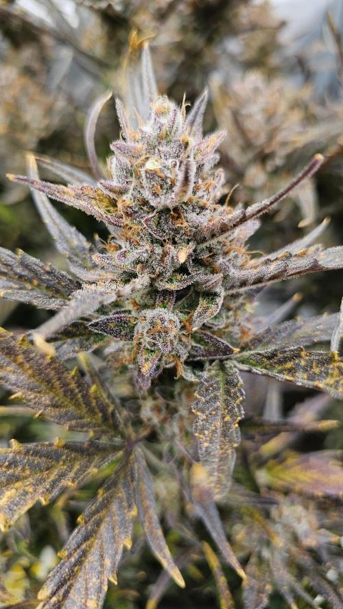 Guava RF 3. Week 9