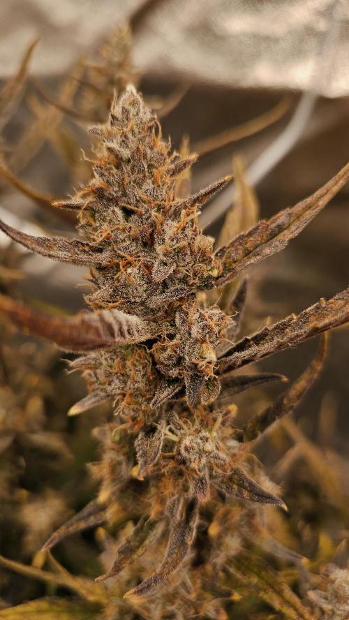 Guava RF 3. Week 9