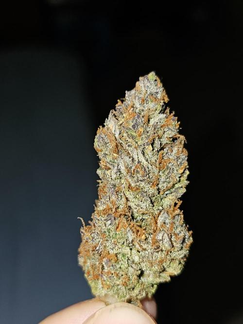 Guava RF 3. Week 10