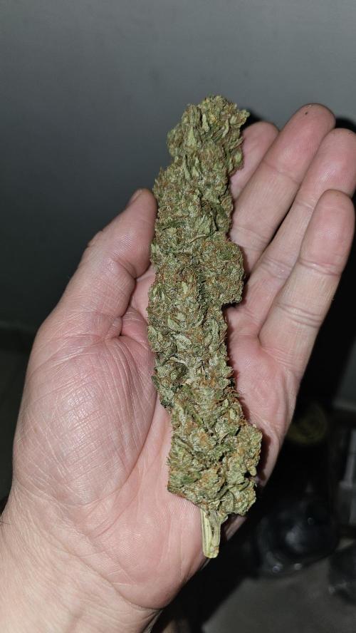 Gorilla cookies auto. Week 12
