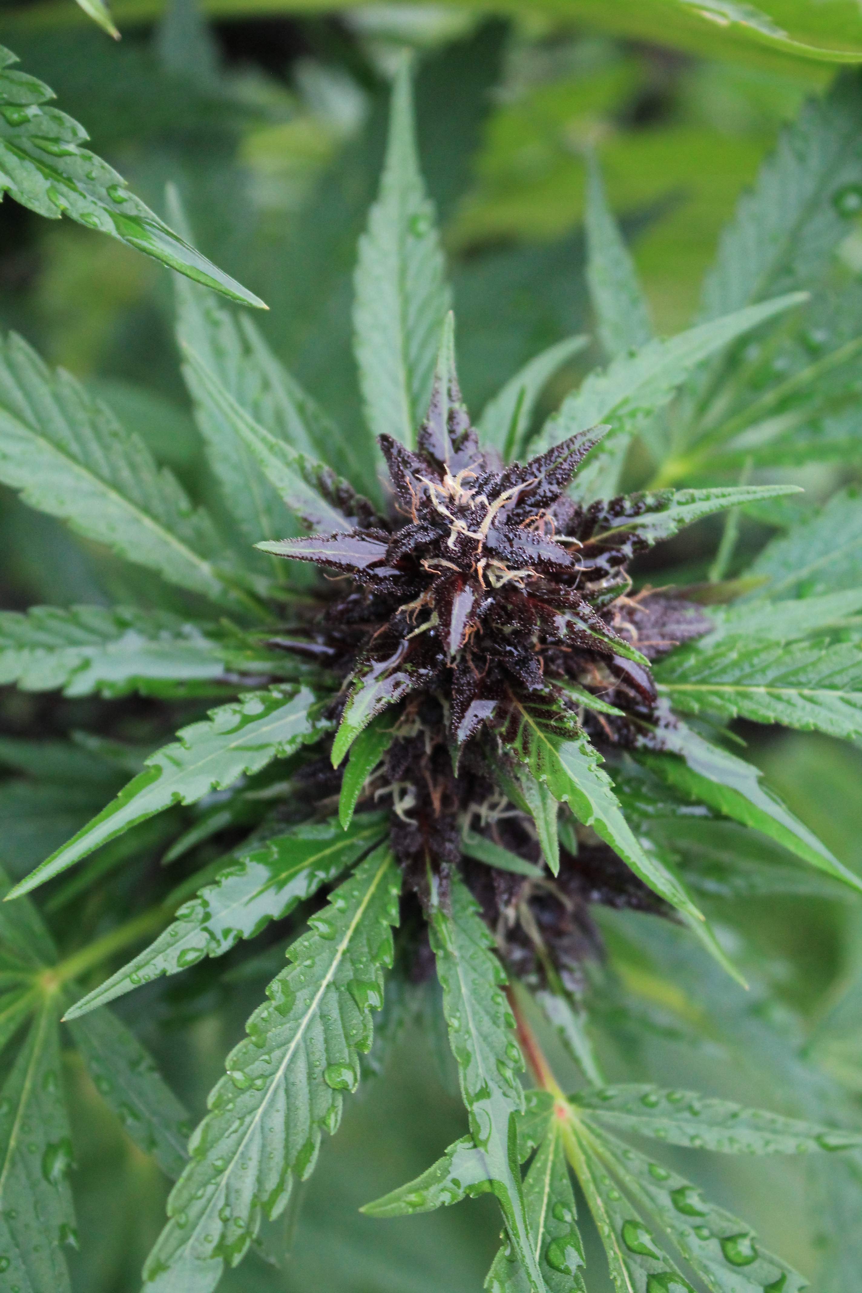 Crop King Seeds Purple Kush 4 grow journal week10 by Njanne GrowDiaries