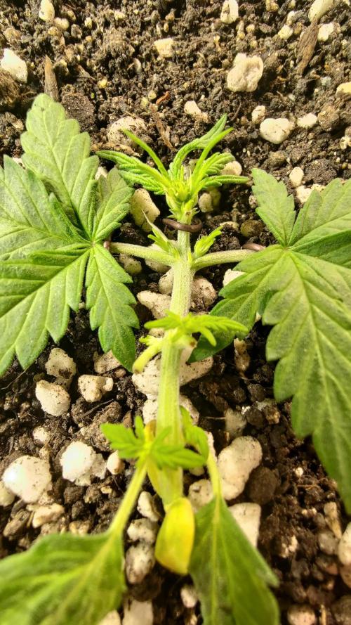 Stunted auto growth xD. Week 3