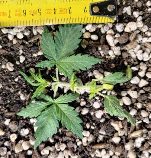 Royal AK Automatic. Week 3