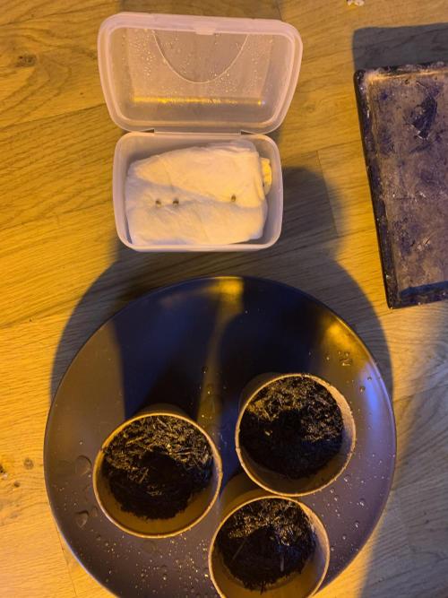 Tangerine Dream 1/2026. Week 0 - Habe mit der Papiertuch Methode begonnen in einer Dose. 