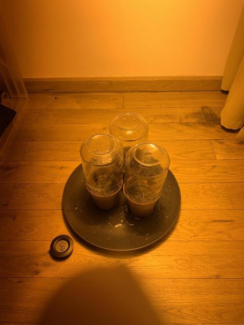 Tangerine Dream 1/2026. Week 0