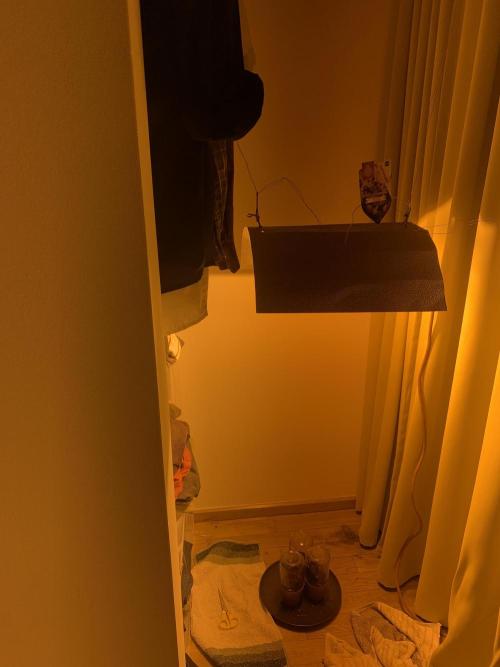 Tangerine Dream 1/2026. Week 0