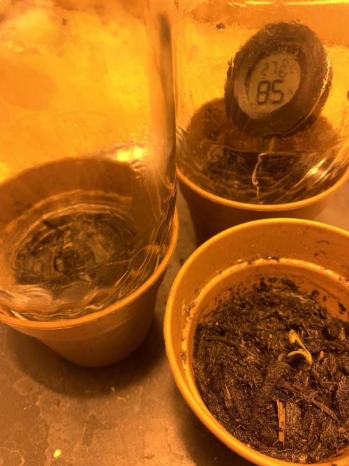 Tangerine Dream 1/2026. Week 0 - 13.01.26 Bildung des ersten Stammes. 