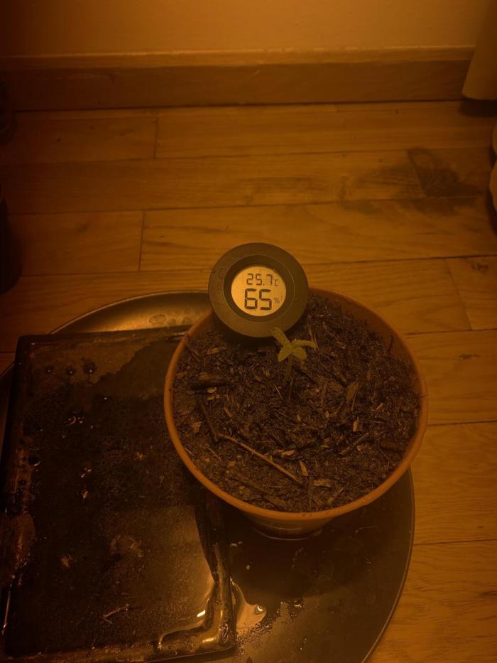 Tangerine Dream 1/2026. Week 1 - 16.01.26