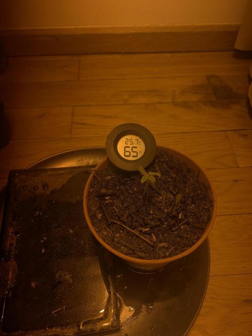 Tangerine Dream 1/2026. Week 1 - 16.01.26