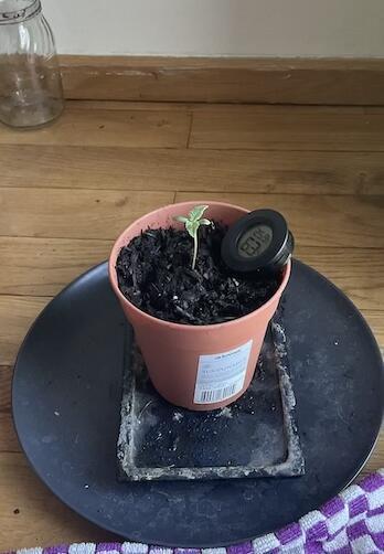 Tangerine Dream 1/2026. Week 1 - 18.01.26