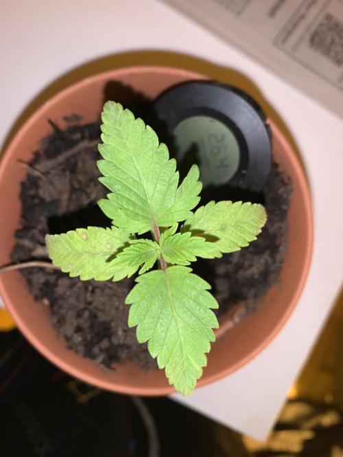 Tangerine Dream 1/2026. Week 2 - 28.01.2026:
Zu erkennen sind auf den Unteren Blätter Flecke 