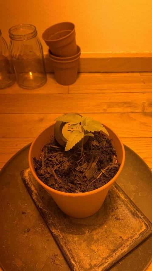 Tangerine Dream 1/2026. Week 2 - 27.01.2026