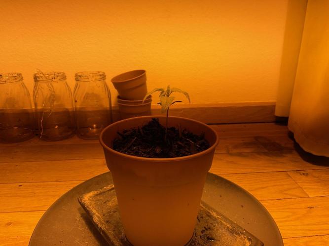 Tangerine Dream 1/2026. Week 2 - 26.01.2026