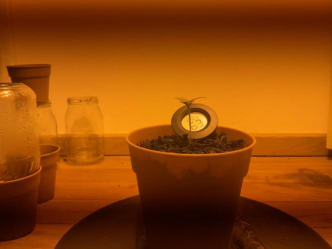 Tangerine Dream 1/2026. Week 2 - 18.