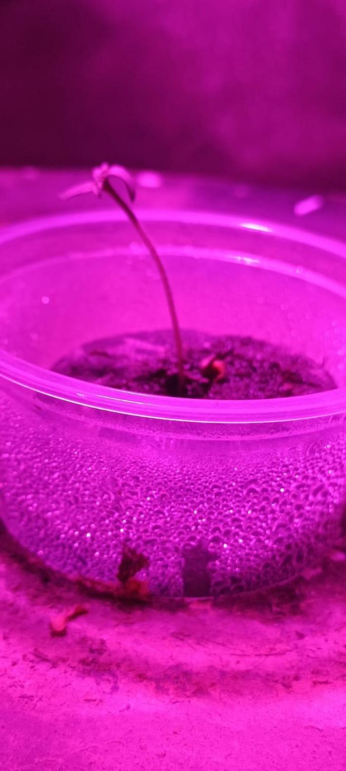 Strawberry Cookies. Week 0