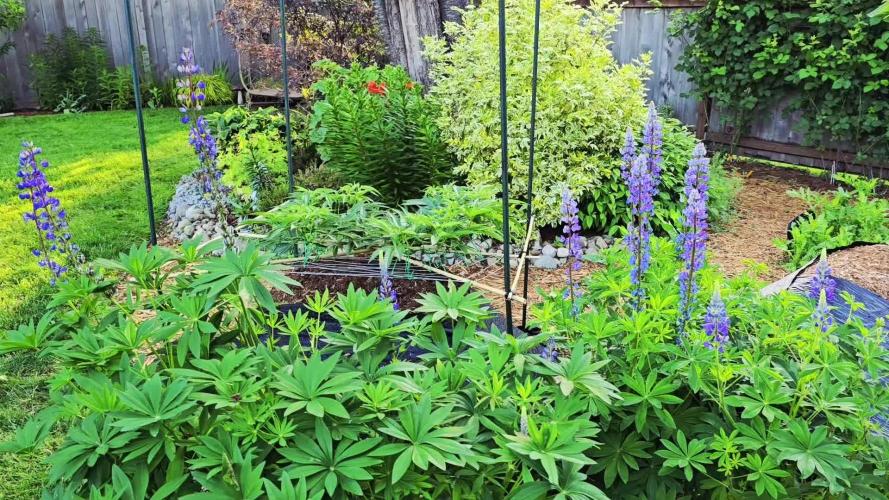 Seedsman - Blueberry Pie F1 Fast Outdoor - Hugelkultur - Mainline