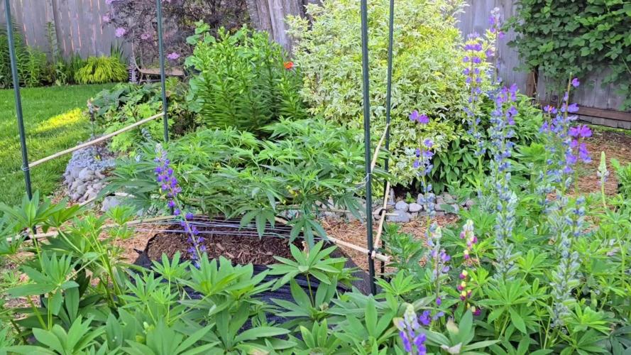 Seedsman - Blueberry Pie F1 Fast Outdoor - Hugelkultur - Mainline