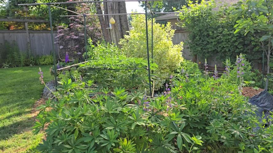 Seedsman - Blueberry Pie F1 Fast Outdoor - Hugelkultur - Mainline