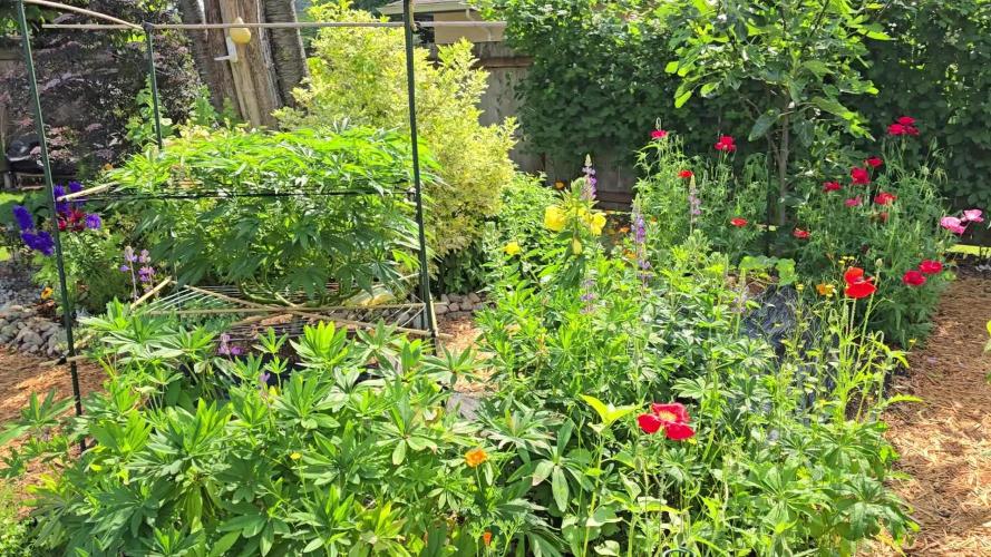 Seedsman - Blueberry Pie F1 Fast Outdoor - Hugelkultur - Mainline