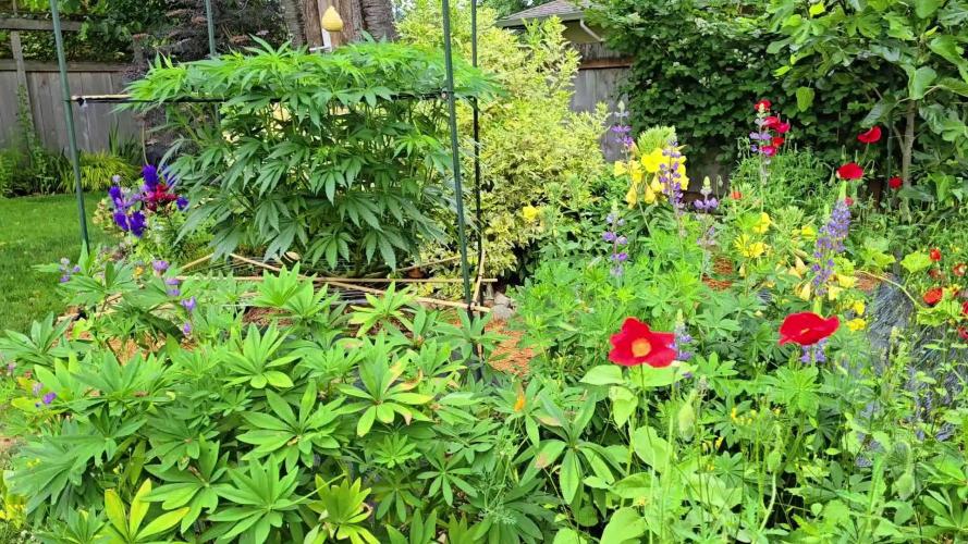 Seedsman - Blueberry Pie F1 Fast Outdoor - Hugelkultur - Mainline