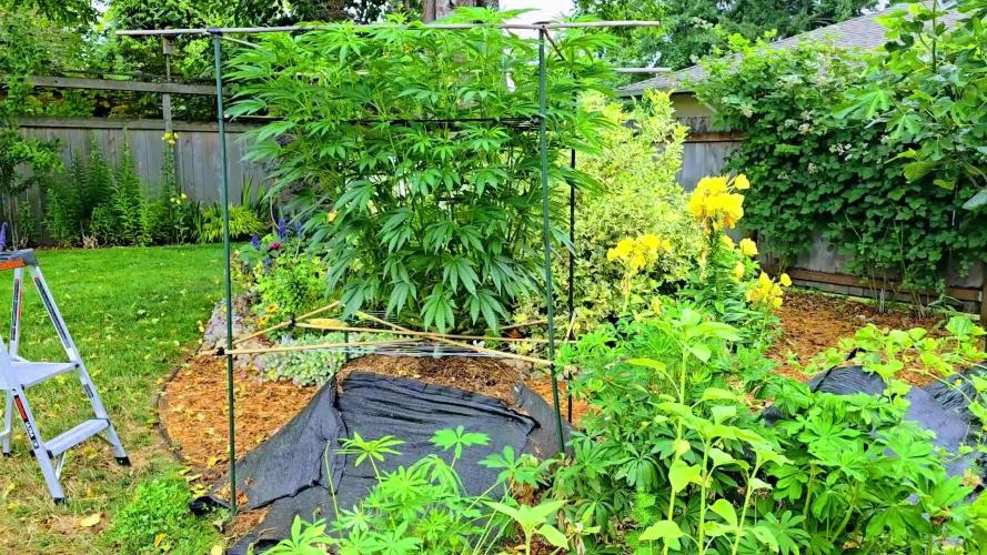 Seedsman - Blueberry Pie F1 Fast Outdoor - Hugelkultur - Mainline