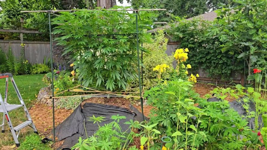 Seedsman - Blueberry Pie F1 Fast Outdoor - Hugelkultur - Mainline