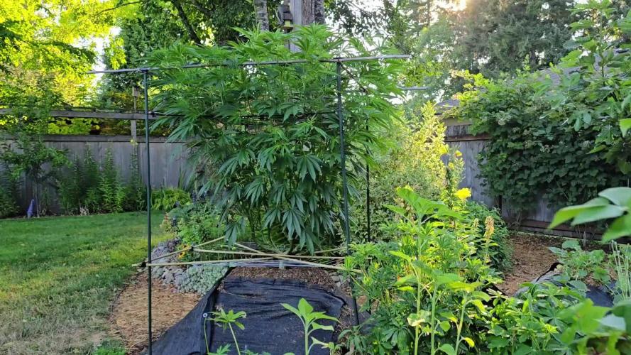 Seedsman - Blueberry Pie F1 Fast Outdoor - Hugelkultur - Mainline