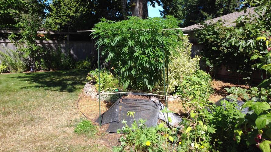 Seedsman - Blueberry Pie F1 Fast Outdoor - Hugelkultur - Mainline