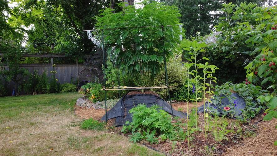 Seedsman - Blueberry Pie F1 Fast Outdoor - Hugelkultur - Mainline