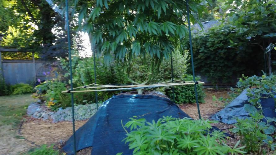 Seedsman - Blueberry Pie F1 Fast Outdoor - Hugelkultur - Mainline