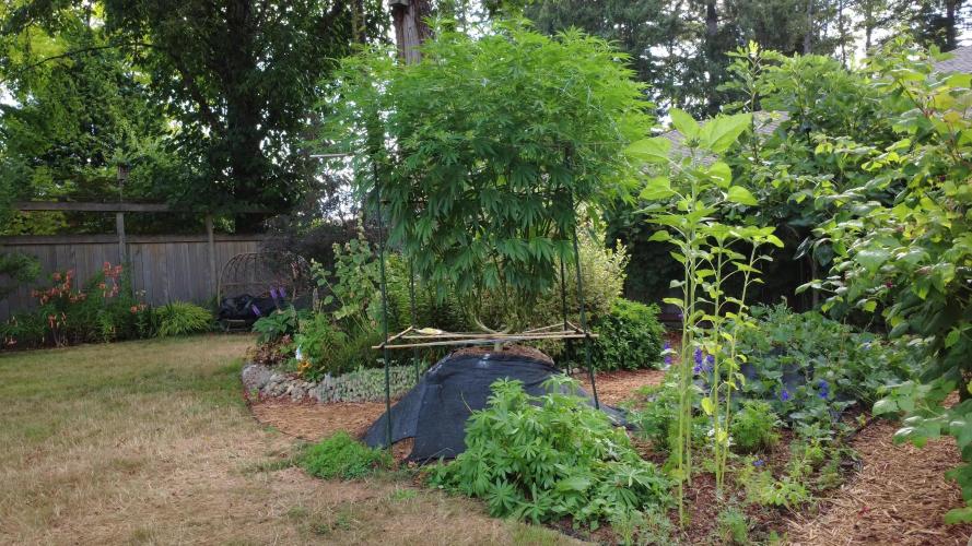 Seedsman - Blueberry Pie F1 Fast Outdoor - Hugelkultur - Mainline