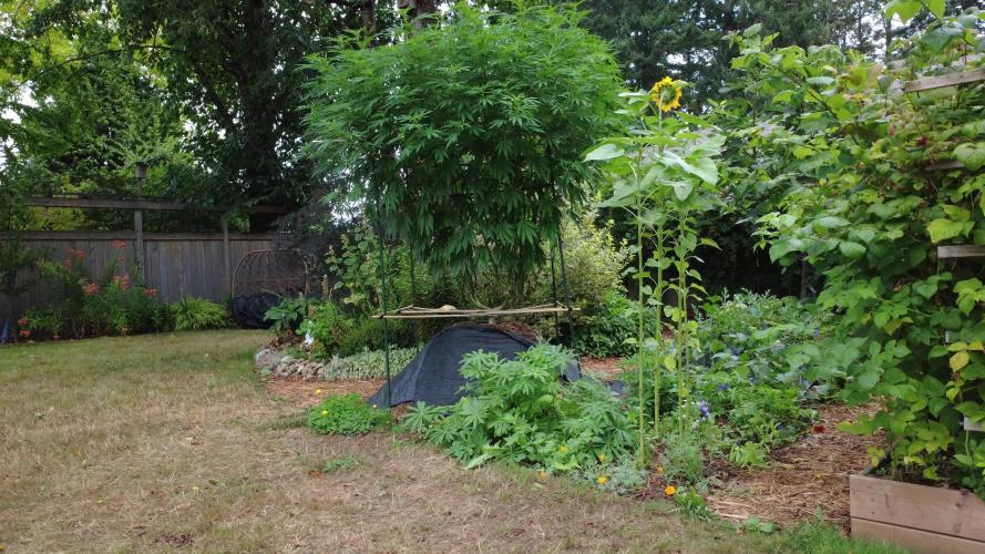 Seedsman - Blueberry Pie F1 Fast Outdoor - Hugelkultur - Mainline