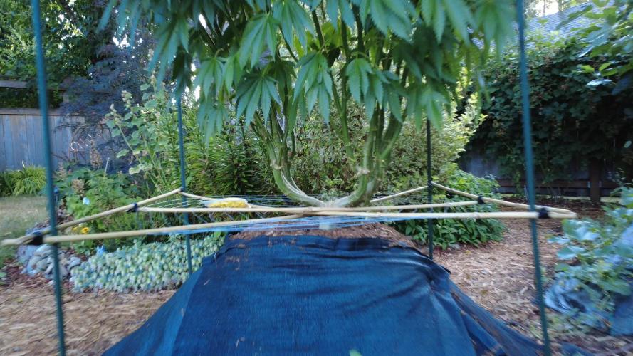 Seedsman - Blueberry Pie F1 Fast Outdoor - Hugelkultur - Mainline