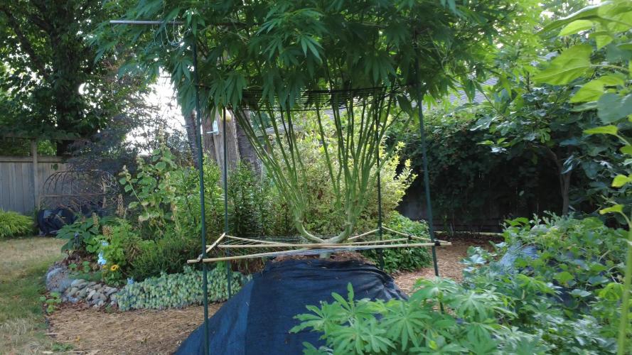 Seedsman - Blueberry Pie F1 Fast Outdoor - Hugelkultur - Mainline